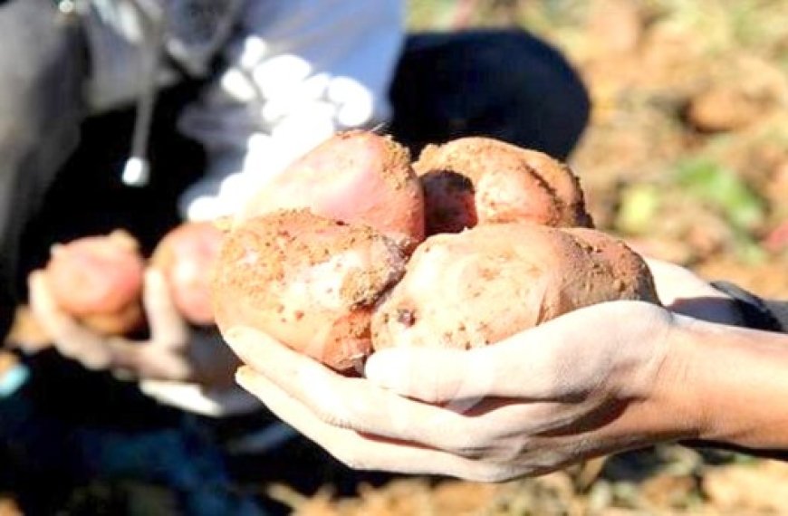 Agriculture à Mostaganem  : Récolte de plus de 350 000 q de pommes de terre tardives