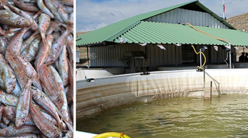 Aïn Témouchent: Projet d’investissement pour la création  d’une ferme aquacole dans des cages flottantes