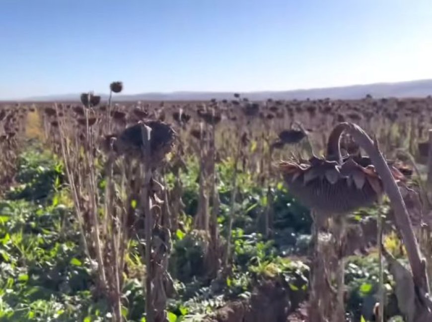 Culture du tournesol à Oran:  Une ferme produira 20 quintaux par hectare