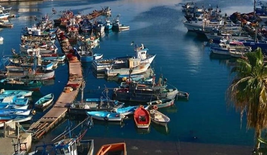 Oran : 150 tonnes de produits de la pêche exportées en 2024