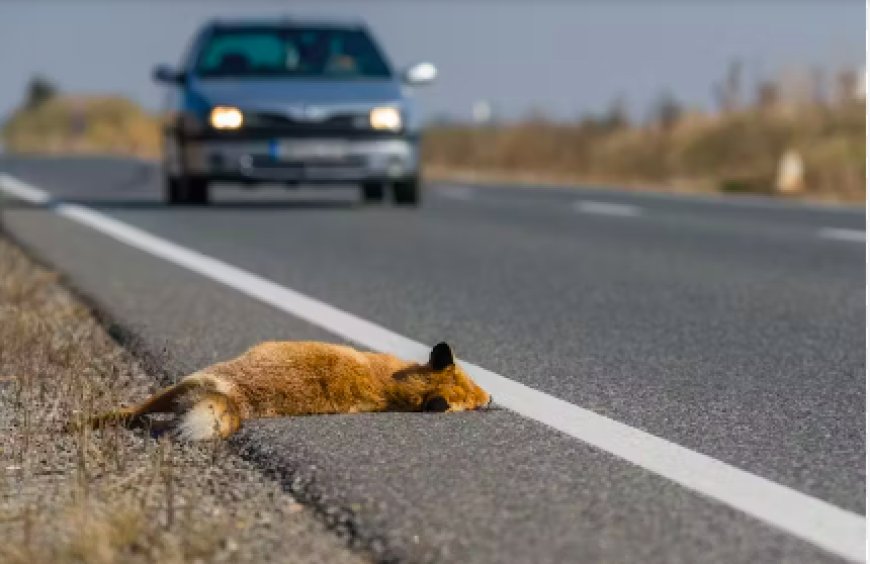 Biodiversité dans les régions arides : Hécatombe d’animaux sauvages sur les routes à Biskra