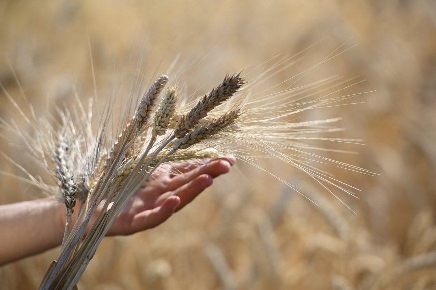 Prix alimentaires mondiaux : Une baisse de 2,1 % en 2024