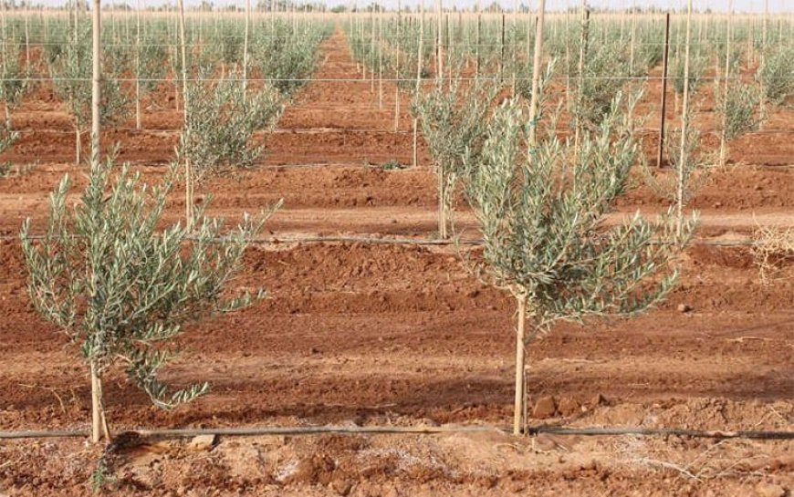 El Bayadh : près de 490 000 oliviers plantés